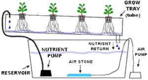 NutrientFilmTechnique