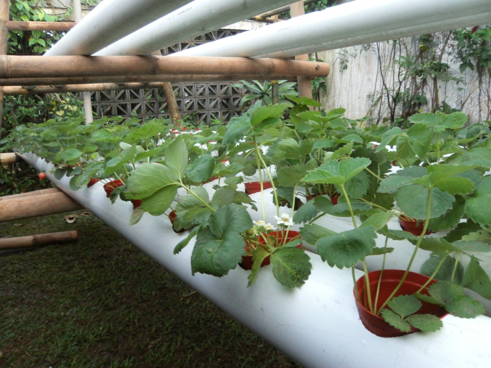 What Is Hydroponics? | Get Bigger Blooms With Hydroponics!