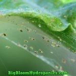 signs of spider mites